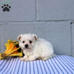 Silas, Maltese Puppy